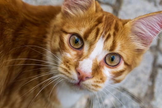 Portrait of a red-white street cat that looks into the lens close up