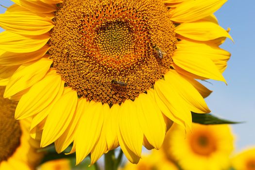 A beautiful field of blooming golden sunflowers against a blue sky, bees on a sunflower. Harvest preparation, sunflower oil production