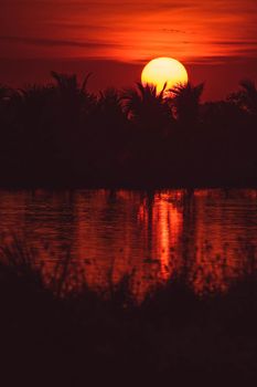 Silhouette of Palm tree at sunset landscape. Golden sun sunset reflect on the water in field meadow at evening day.