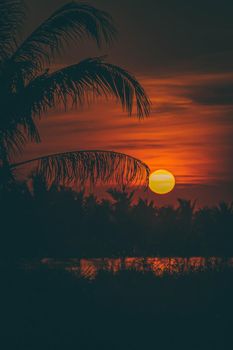 Silhouette of Palm tree at sunset landscape. Golden sun sunset reflect on the water in field meadow at evening day. vertical frame