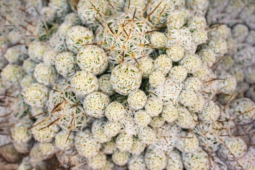 White - green Mammillaria cactus balls background close up