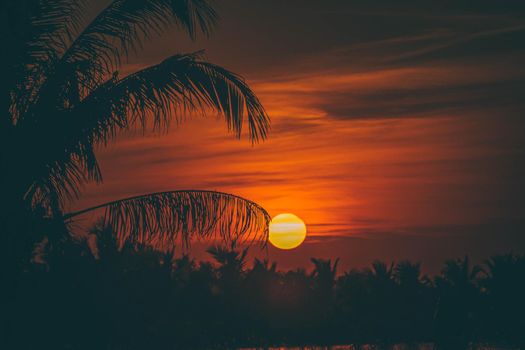 Silhouette of Palm tree at sunset landscape. Golden sun sunset reflect on the water in field meadow at evening day.