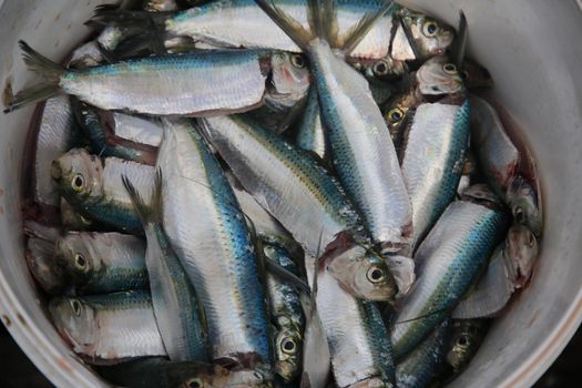 salvador, bahia, brazil - april 30, 2021: sardine fish for sale at the Sao Joaquim fair in the city of Salvador.