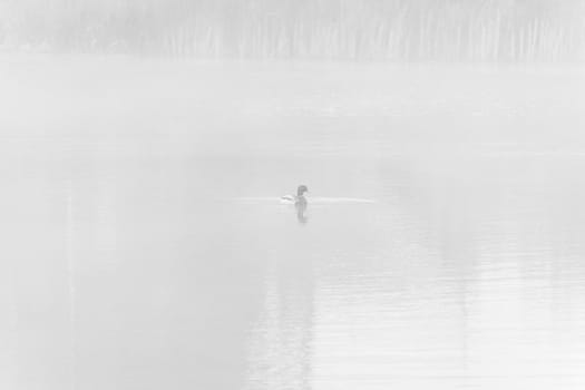 lots of fog at water at Kinderdijk, The Netherlands.