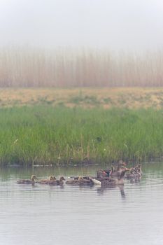family of goose in the river. Kinderdijk The Netherlands.