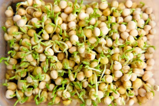 Pea microgreen seeds sprouted. Weaving on a piece of agro fabric.