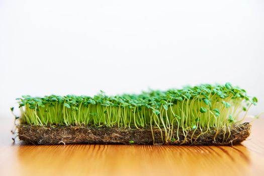 Microgreen seeds mustard grow on fabric, dense lawn on wooden background.