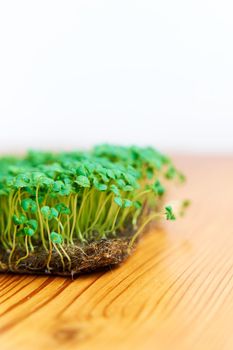 Microgreen seeds mustard grow on fabric, dense lawn on wooden background.