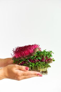 Microgreen plants mix of various plants. Person holding in hand. Growing microgreen mustard, amaranth, radish seeds. Dense greenery growed on fabric.