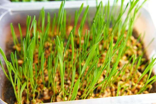 Microgreen wheat planted in plastic box on the wooden windowsill.