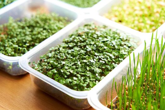 Growing mix microgreen seeds in plastic box. Windowsill agraryon wooden background.