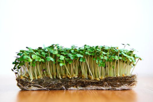 Microgreen seeds mustard grow on fabric, dense lawn on wooden background.