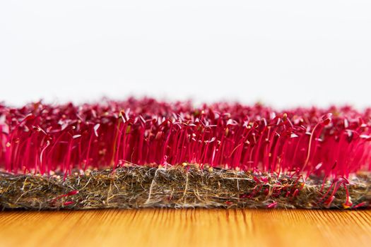 Red color microgreen amaranth growed on the fabric on wooden background.