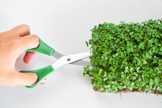 Harvesting microgreens. Person cutting plant with scissors.