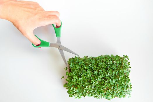 Harvesting microgreens. Person cutting plant with scissors.