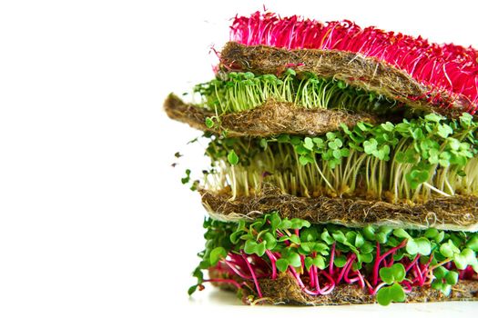 Microgreen plants mix of various plants. Person holding in hand. Growing microgreen mustard, chia, amaranth, radish seeds. Dense greenery growed on fabric. Against white background.