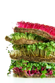 Microgreen plants mix of various plants. Person holding in hand. Growing microgreen mustard, chia, amaranth, radish seeds. Dense greenery growed on fabric. Against white background.