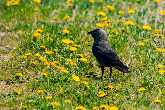 A black and gray raven is looking for food in a meadow in spring