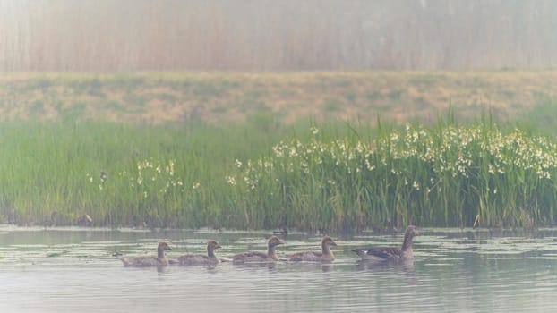 family of goose in the river. Kinderdijk The Netherlands.