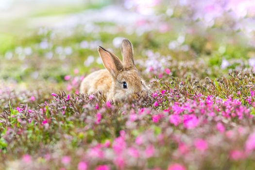 Red-haired pet rabbit sitting on green grass with pink flowers, close-up photo of a pet