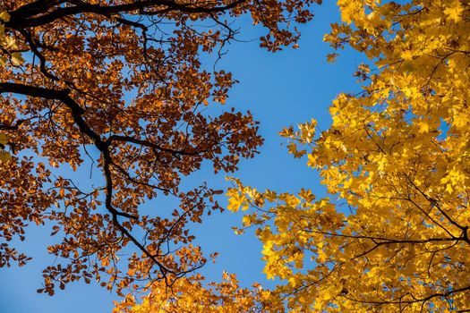 Bottom view of the tops of trees in the autumn forest. Splendid morning scene in the colorful woodland.