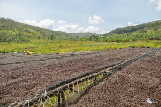 Coffee beans on special tables drying in the sun at coffee farm in Africa outdoors