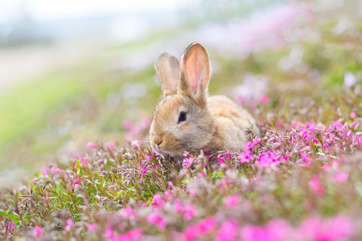 Red-haired pet rabbit sitting on green grass with pink flowers, close-up photo of a pet