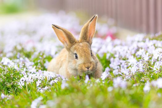 Cute domestic red rabbit on green grass sitting among white flowers close up photo