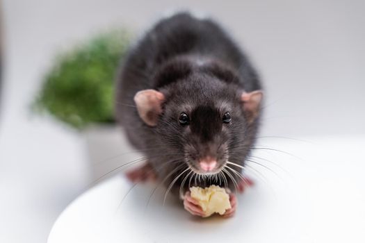 Domestic black dumbo rat sits and eats food on a spruce background. The concept of pets