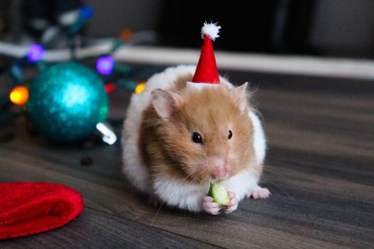 Christmas hamster in a Christmas or New Year's interior. Suitable for postcards. Close-up.