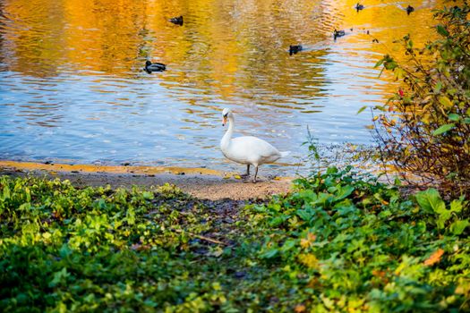 Swan in Autumn Lake with Beautiful Refection Colors