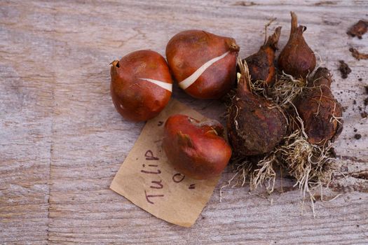 The bulbs of garden tulips, new bulbs ready for autumn planting and the sprouted tulips bulbs, that were dug out of the soil, selective focus.