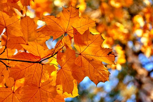 a tree or shrub with lobed leaves, winged fruits, and colorful autumn foliage, grown as an ornamental or for its timber or syrupy sap. Autumn bright maple leaves in sunny day on brown forest.