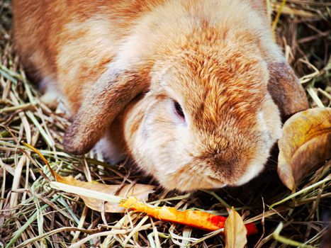 Close up bunny adorable rabbit has fulffy fur animal pet on the straw floor residence.