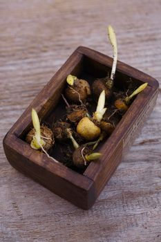 The sprouted bulbs of fumewort dug out of the ground in october in dark wooden box, selective focus.