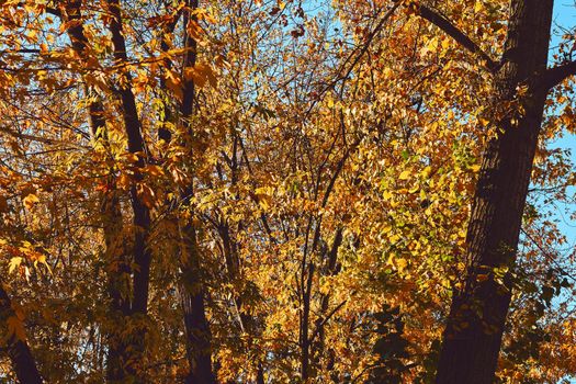 Autumn is the most colorful time of the year from all seasons, when nature changes its usual appearance to golden colors in autumn sun.Autumn golden picture.branches with bright yellow orange leaves.