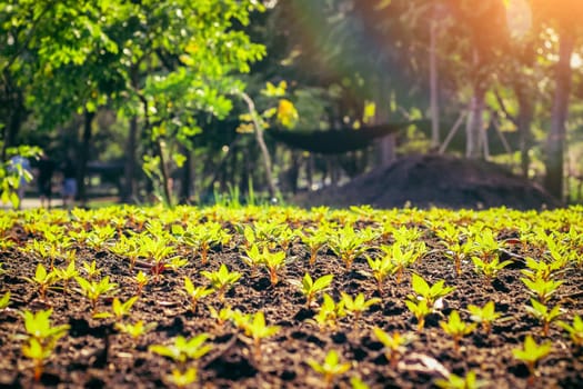 Young plant in rows. Organic Farm Field  Vegetables in a row sunlight of summer in the background. agriculture and farmland.