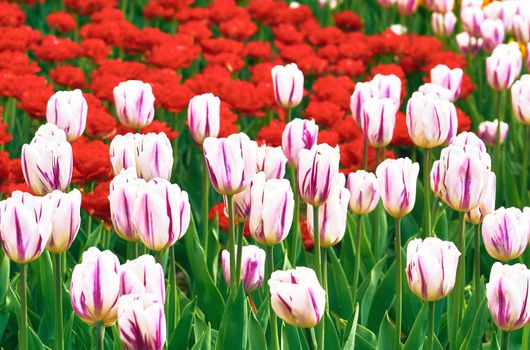 a bulbous spring-flowering plant of the lily family, with boldly colored cup-shaped flowers. Charming warm green lawn with bright red pink delicate tulips.