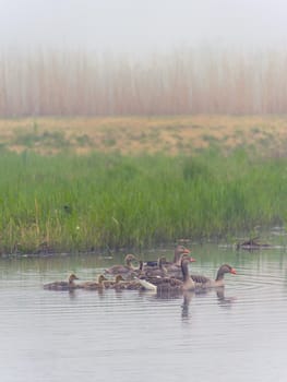 family of goose in the river. Kinderdijk The Netherlands.