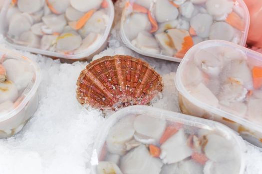 Fresh french scallops on a seafood market at Dieppe France