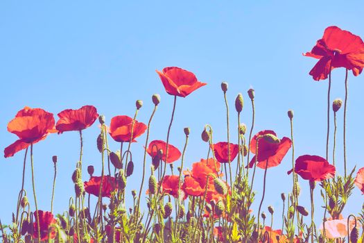 a herbaceous plant with showy flowers, milky sap, and rounded seed capsules. poppies contain alkaloids and are a source of drugs such as morphine and codeine. Scarlet poppies and peaceful blue sky.