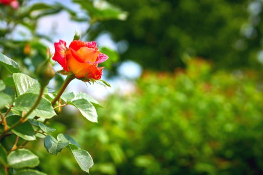 a prickly bush or shrub that typically bears red, pink, yellow, or white fragrant flowers, native to north temperate regions