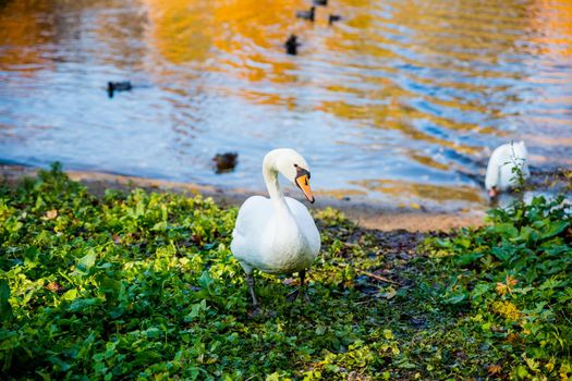 Swan in Autumn Lake with Beautiful Refection Colors
