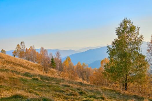 Autumn is the most colorful time of the year from all seasons, when nature changes its usual appearance to golden colors. Autumn trees with falling leaves on a rural pasture, withering yellow grass