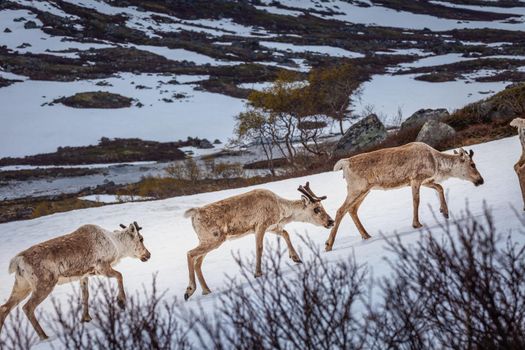 Group of young reindeers caribou walking in Norway tundra, Scandinavia