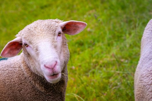 Sheep looking at camera on country road in the mountains of Aurland, Norway