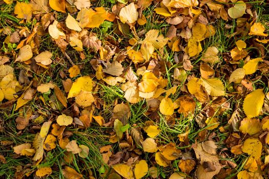 background of autumn fallen leaves of a birch tree. yellow and orange fall foliage on the ground.