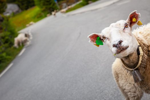Sheep looking at camera on country road in the mountains of Aurland, Norway