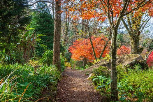 Autumn landscape with trees and araucarias in Gramado, rio Grande do Sul, Southern Brazil