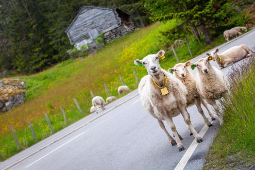 Sheep looking at camera on country road in the mountains of Aurland, Norway